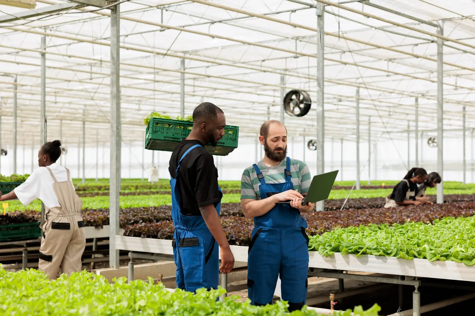 Agricultural Solar Site Assessment South Africa | P&P Solar Greenhouse team reviewing information for an agricultural solar site assessment
